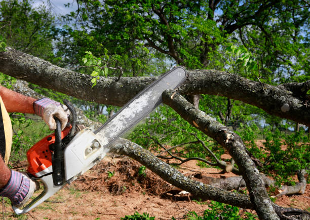 Tree Removal for Businesses in Byng, OK